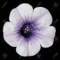 Imported White Morning Glory with Purple Spot Flowers 10 PCS Seeds