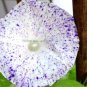 Imported White Morning Glory with Purple Spot Flowers 10 PCS Seeds