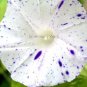 Imported White Morning Glory with Purple Spot Flowers 10 PCS Seeds
