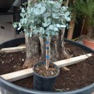 Impressive Eucalyptus Seed gunnii Cider Gum Eucalyptus Bonsai 30 PCS Seeds Impressive Eucalyptus Seed gunnii Cider Gum Eucalyptus Bonsai 30 PCS Seeds