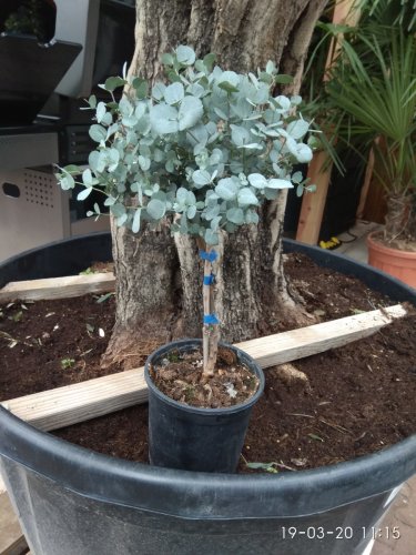 Impressive Eucalyptus Seed gunnii Cider Gum Eucalyptus Bonsai 30 PCS Seeds