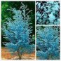 Impressive Eucalyptus Seed gunnii Cider Gum Eucalyptus Bonsai 30 PCS Seeds