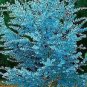Impressive Eucalyptus Seed gunnii Cider Gum Eucalyptus Bonsai 30 PCS Seeds
