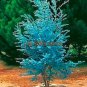 Impressive Eucalyptus Seed gunnii Cider Gum Eucalyptus Bonsai 30 PCS Seeds