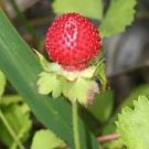 India Mock Strawberry Bonsai 60 PCS Seeds India Mock Strawberry Bonsai 60 PCS Seeds
