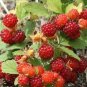 India Mock Strawberry Bonsai 60 PCS Seeds