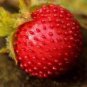 India Mock Strawberry Bonsai 60 PCS Seeds