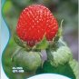India Mock Strawberry Bonsai 60 PCS Seeds