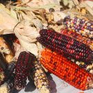 Indian Colorful Corn 20 PCS Seeds Indian Colorful Corn 20 PCS Seeds