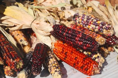 Indian Colorful Corn 20 PCS Seeds