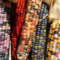 Indian Colorful Corn 20 PCS Seeds