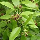 Indian Sandalwood Tree 100 PCS Seeds