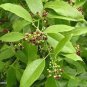 Indian Sandalwood Tree 100 PCS Seeds