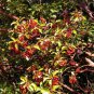 Indian Sandalwood Tree 100 PCS Seeds