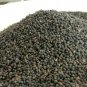 Indian Sandalwood Tree 100 PCS Seeds