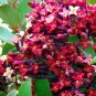 Indian Sandalwood Tree 100 PCS Seeds