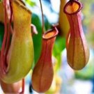 Insect catching Plant Enchantress Carnivorous Bonsai 100 PCS seeds