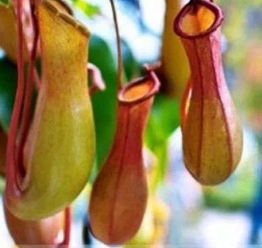 Insect catching Plant Enchantress Carnivorous Bonsai 100 PCS seeds
