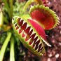 Insect catching Plant Enchantress Carnivorous Bonsai 100 PCS seeds