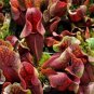 Insect catching Plant Enchantress Carnivorous Bonsai 100 PCS seeds