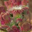 Interesting Mesembryanthemum Crystallinum Succulent Plant 10 PCS Seeds