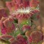 Interesting Mesembryanthemum Crystallinum Succulent Plant 10 PCS Seeds