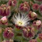 Interesting Mesembryanthemum Crystallinum Succulent Plant 10 PCS Seeds