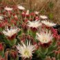 Interesting Mesembryanthemum Crystallinum Succulent Plant 10 PCS Seeds