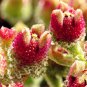 Interesting Mesembryanthemum Crystallinum Succulent Plant 10 PCS Seeds