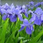 Iris Bonsai Irises Flower Bonsai Perennial Beautiful Flowering Potted Plants 20 PCS Seeds