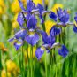 Iris Bonsai Irises Flower Bonsai Perennial Beautiful Flowering Potted Plants 20 PCS Seeds