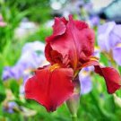 Iris Flower 100 PCS Seeds