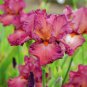 Iris Flower 100 PCS Seeds