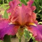 Iris Flower 100 PCS Seeds