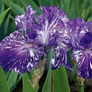 Iris Flower Bonsai Flore Heirloom Blooming Tectorum Perennial Flower 100 PCS Seeds