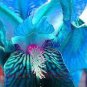 Iris Flower Bonsai Flore Heirloom Blooming Tectorum Perennial Flower 100 PCS Seeds