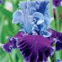 Iris Flower Bonsai Flore Heirloom Blooming Tectorum Perennial Flower 100 PCS Seeds