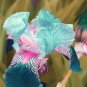 Iris Flower Bonsai Flore Heirloom Blooming Tectorum Perennial Flower 100 PCS Seeds