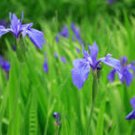 Iris Laevigata Water Iris Kakitsubata Aqua Flower 20 PCS Seeds