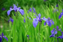 Iris Laevigata Water Iris Kakitsubata Aqua Flower 20 PCS Seeds