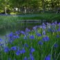 Iris Laevigata Water Iris Kakitsubata Aqua Flower 20 PCS Seeds
