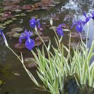 Iris Laevigata Water Iris Kakitsubata Aqua Flower 100 PCS Seeds Iris Laevigata Water Iris Kakitsubata Aqua Flower 100 PCS Seeds