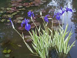Iris Laevigata Water Iris Kakitsubata Aqua Flower 100 PCS Seeds