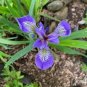 Iris Plantas Seeds Blackish Purple Double Flowers 50 PCS Seeds