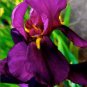 Iris Plantas Seeds Blackish Purple Double Flowers 50 PCS Seeds
