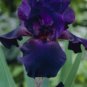 Iris Plantas Seeds Blackish Purple Double Flowers 50 PCS Seeds