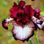 Iris tectorum 20 PCS Seeds