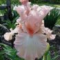 Iris tectorum 20 PCS Seeds
