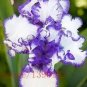 Iris tectorum 20 PCS Seeds