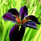 Iris tectorum Red Rose Red White Colorful Flowers 20 PCS Seeds Iris tectorum Red Rose Red White Colorful Flowers 20 PCS Seeds